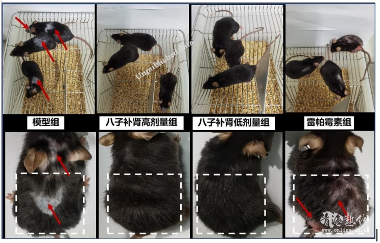八子补肾抗衰新发现：调节SIRT6增加蛋白活力