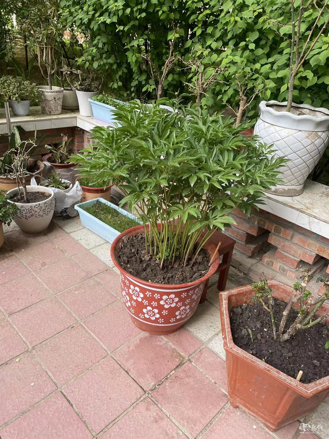看！美丽的花